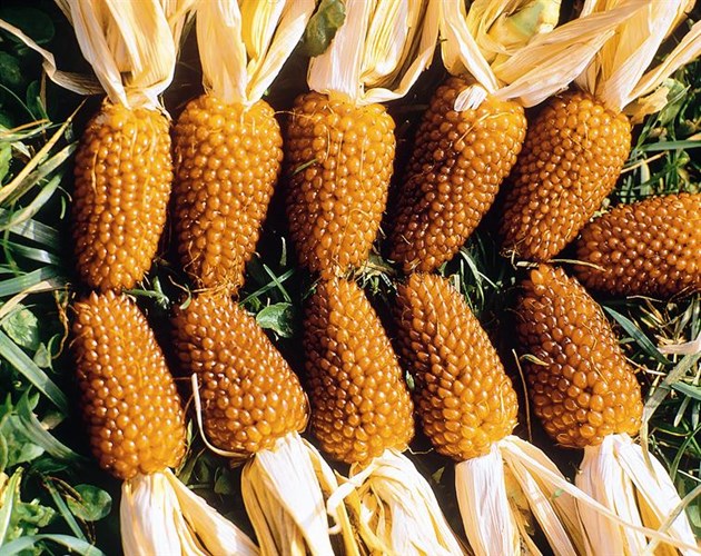 Giống[-]ngô[-]có[-]hình[-]dáng[-]giống[-]hệt[-]trái[-]dâu[-]tây